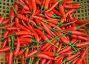 10 Hari Jelang Lebaran, Harga Komoditas Pengan Alami Kenaikan, Cabe Rawit dan Daging Ayam Relatif Tinggi